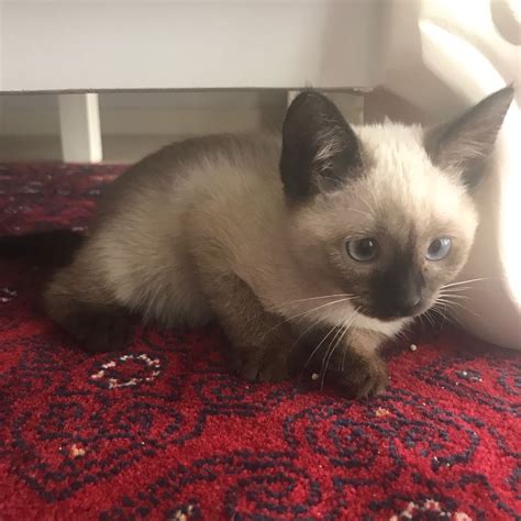 The Himalayan was first bred in the 1930s, but wasn’t recognized as a separate breed until the 1950s. . Adoptable siamese cats near me